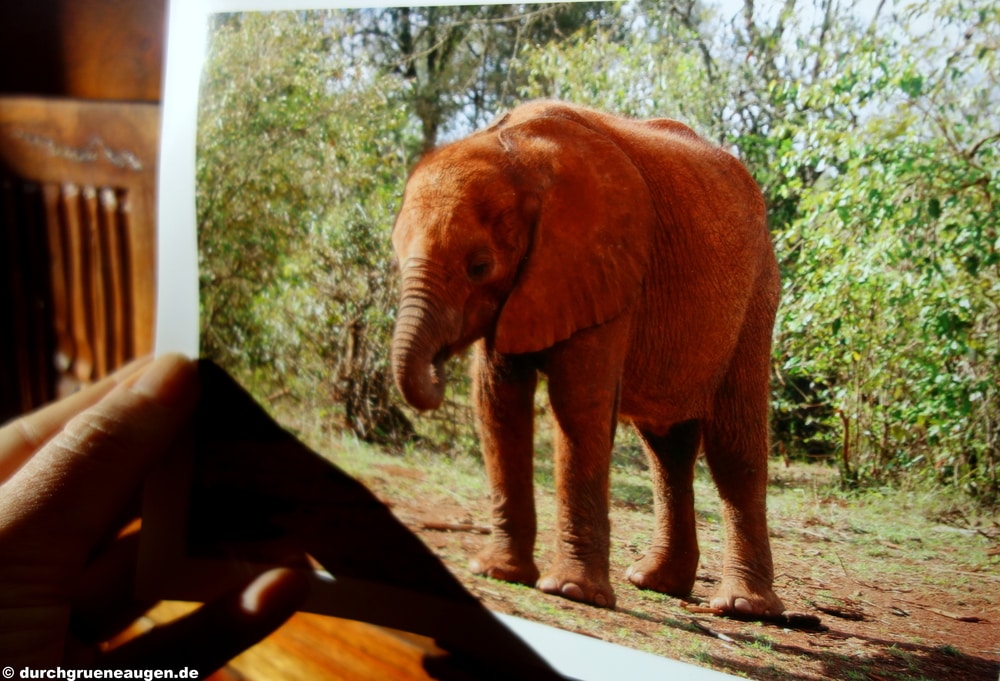 Bild von meinem Patenkind vom reaev, Elefant Malima